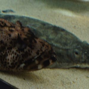 Fish ID (One in the front)