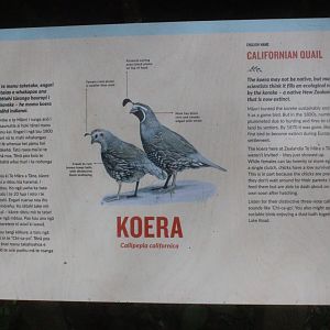 Signage for wild California Quail