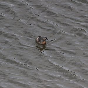 New Zealand Dabchick