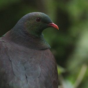 New Zealand Pigeon