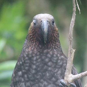 North Island Kākā