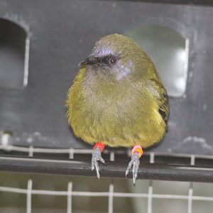 New Zealand Bellbird male, on feeder