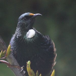 Tūī
