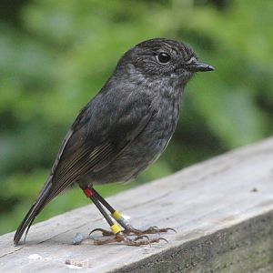 North Island Robin