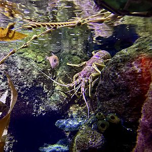 Southern rock lobster (Jasus edwardsii)