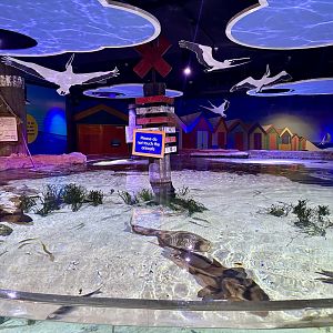 Australian Shark and Ray Tank