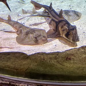 Port Jackson shark/Fiddler ray