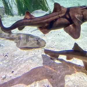 Port Jackson shark (Heterodontus portusjacksoni)