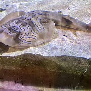 Eastern fiddler ray (Trygonorrhina fasciata)