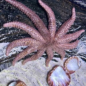 Eleven-armed sea star (Coscinasterias calamaria)