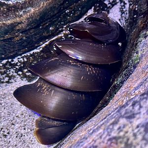 Port Jackson Shark Egg