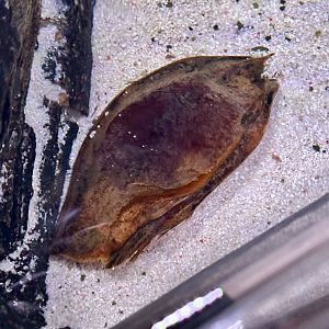 Epaulette Shark Egg