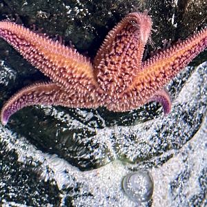 North Pacific sea star (Asterias amurensis)