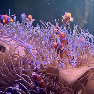 Clownfish Tank