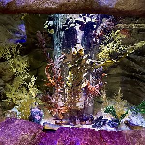 Sea Star Tank