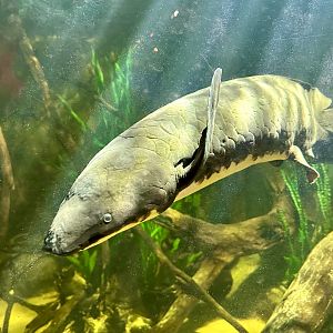 Australian lungfish (Neoceratodus forsteri)