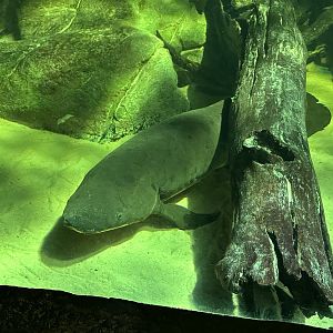 Australian lungfish (Neoceratodus forsteri)