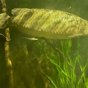 Southern saratoga (Scleropages leichardti)