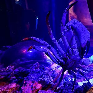 Tasmanian giant crab (Pseudocarcinus gigas)