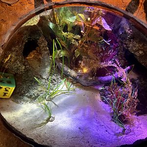 New Zealand Octopus Tank