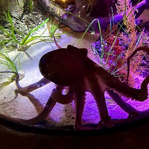 New Zealand octopus (Macroctopus maorum)