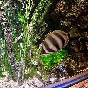 Moonlighter (Tilodon sexfasciatus)