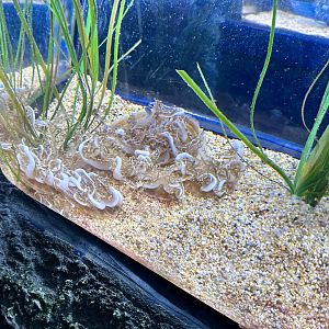 Upside down jellyfish (Cassiopea xamachana)