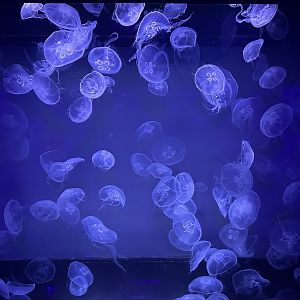 Moon jellyfish (Aurelia aurita)