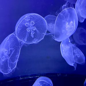 Moon jellyfish (Aurelia aurita)