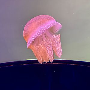 Blue-blubber jellyfish (Catostylus mosaicus)