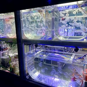 Jellyfish Hatchery