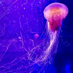 Lion’s mane jellyfish (Cyanea capillata)