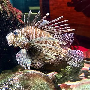 Hybrid lionfish (Pterois volitans x miles)
