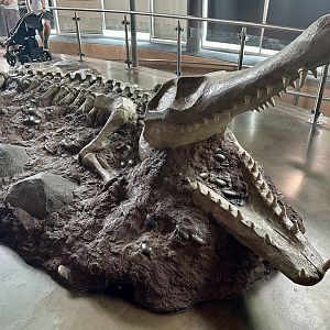 Saltwater Crocodile Skeleton (Model)