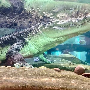 Saltwater crocodile (Crocodylus porosus)