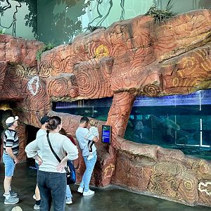 Saltwater Crocodile Viewing Window