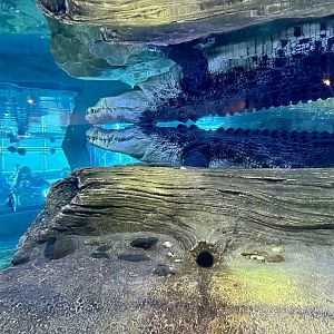 Saltwater Crocodile Exhibit (Underwater Viewing)