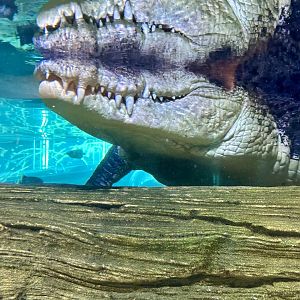 Saltwater crocodile (Crocodylus porosus)