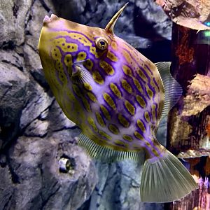Mosaic leatherjacket (Eubalichthys mosaicus)