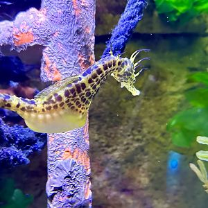 Pot-belly seahorse (Hippocampus abdominalis)
