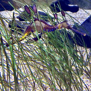 Weedy seadragon (Phyllopteryx taeniolatus)
