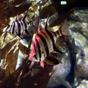 Old wife (Enoplosus armatus)