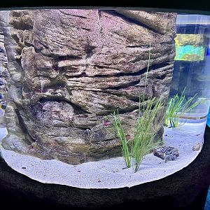 Spotted Handfish Tank