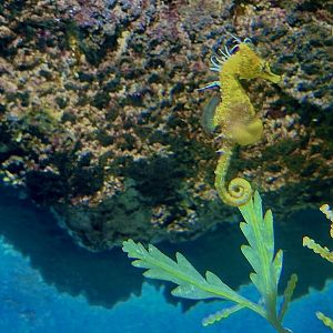 Breviceps seahorse (Hippocampus breviceps)