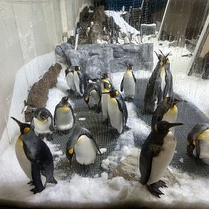 Emperor Penguin Colony