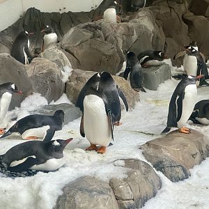 Gentoo Penguin Colony