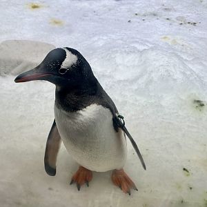 Gentoo penguin (Pygoscelis papua)
