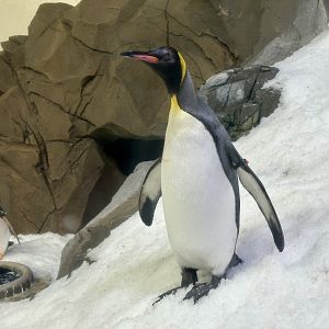 Emperor penguin (Aptenodytes forsteri)