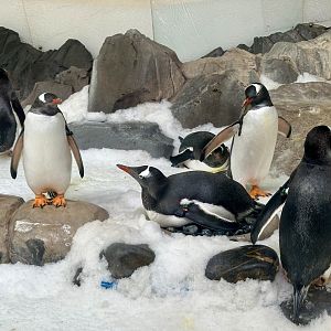 Gentoo Penguin Colony