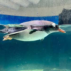 Gentoo penguin (Pygoscelis papua)